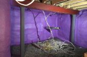 purple spray foam insulation in basement walls with wires hanging from ceiling